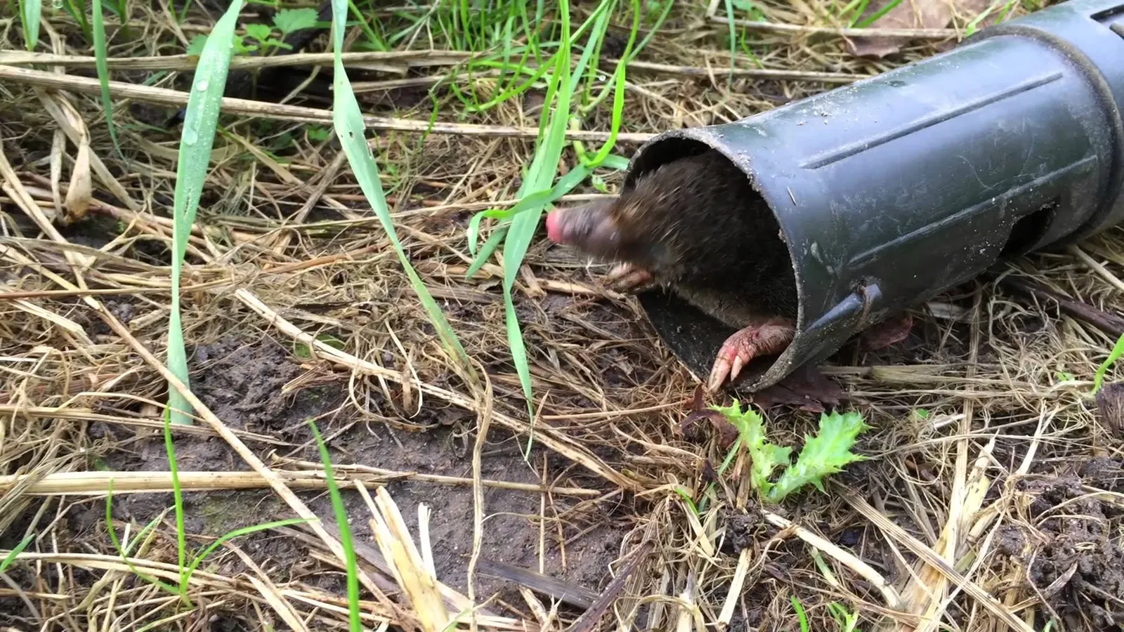Mollenvanger in een tuin waar mollen actief zijn