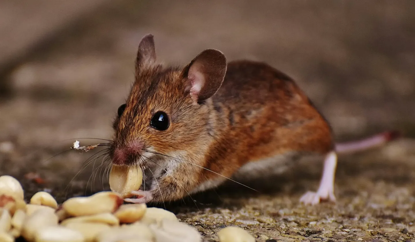 Muis die voedsel eet als voorbeeld van een blijvende voedselbron