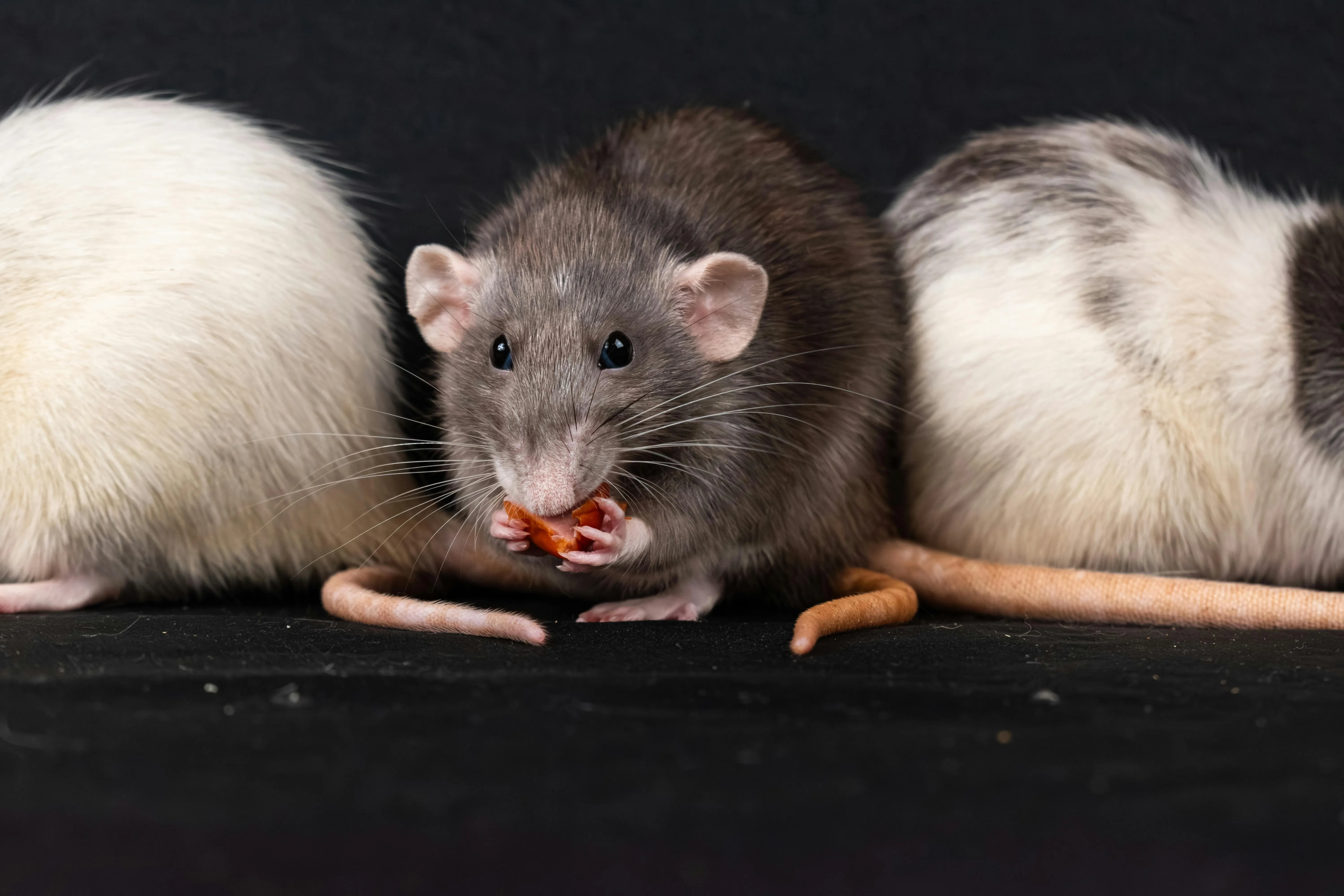 Rat die fruit eet als voorbeeld van een voedselbron