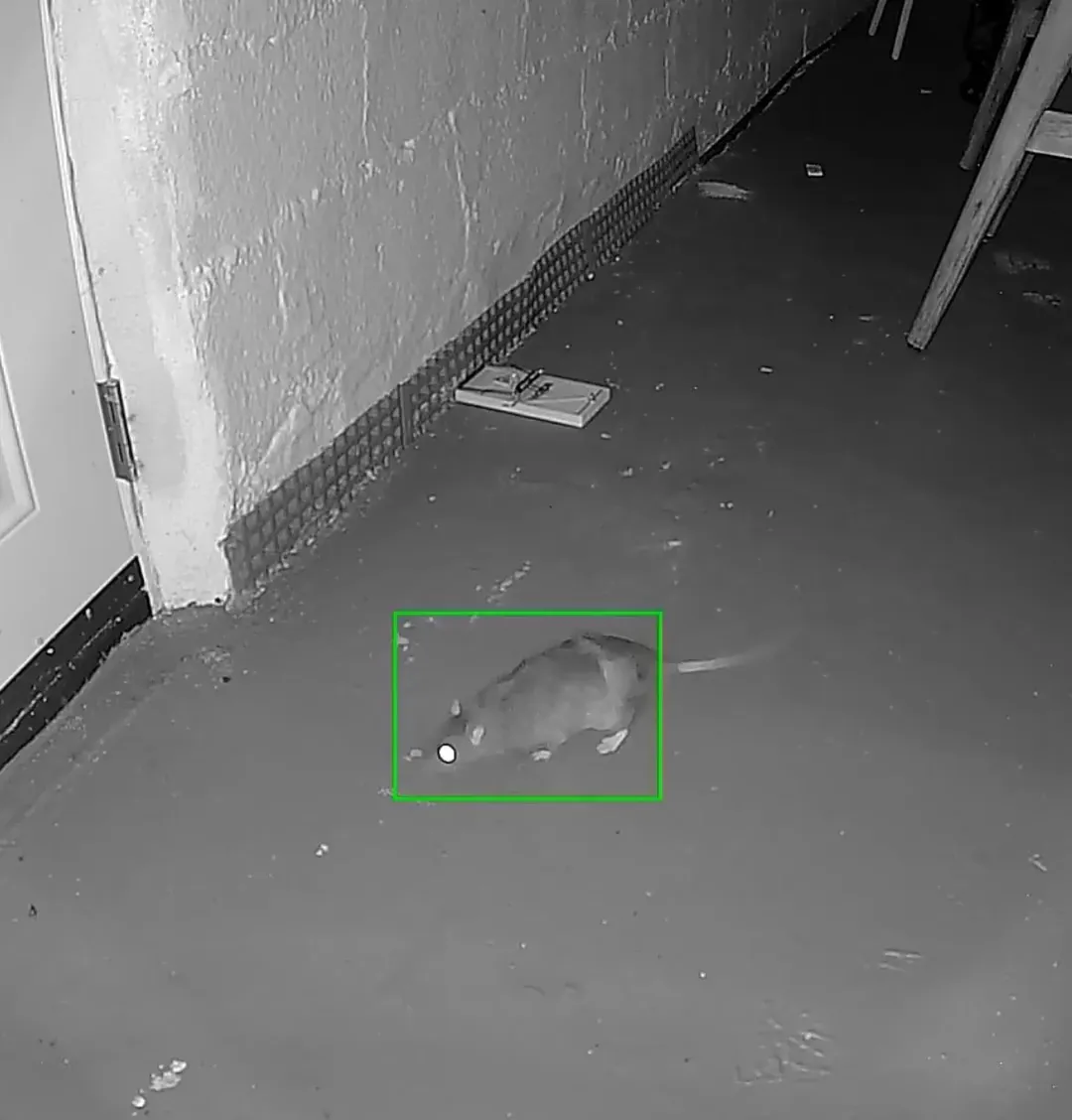 Rat vastgelegd op camera om activiteit te herkennen