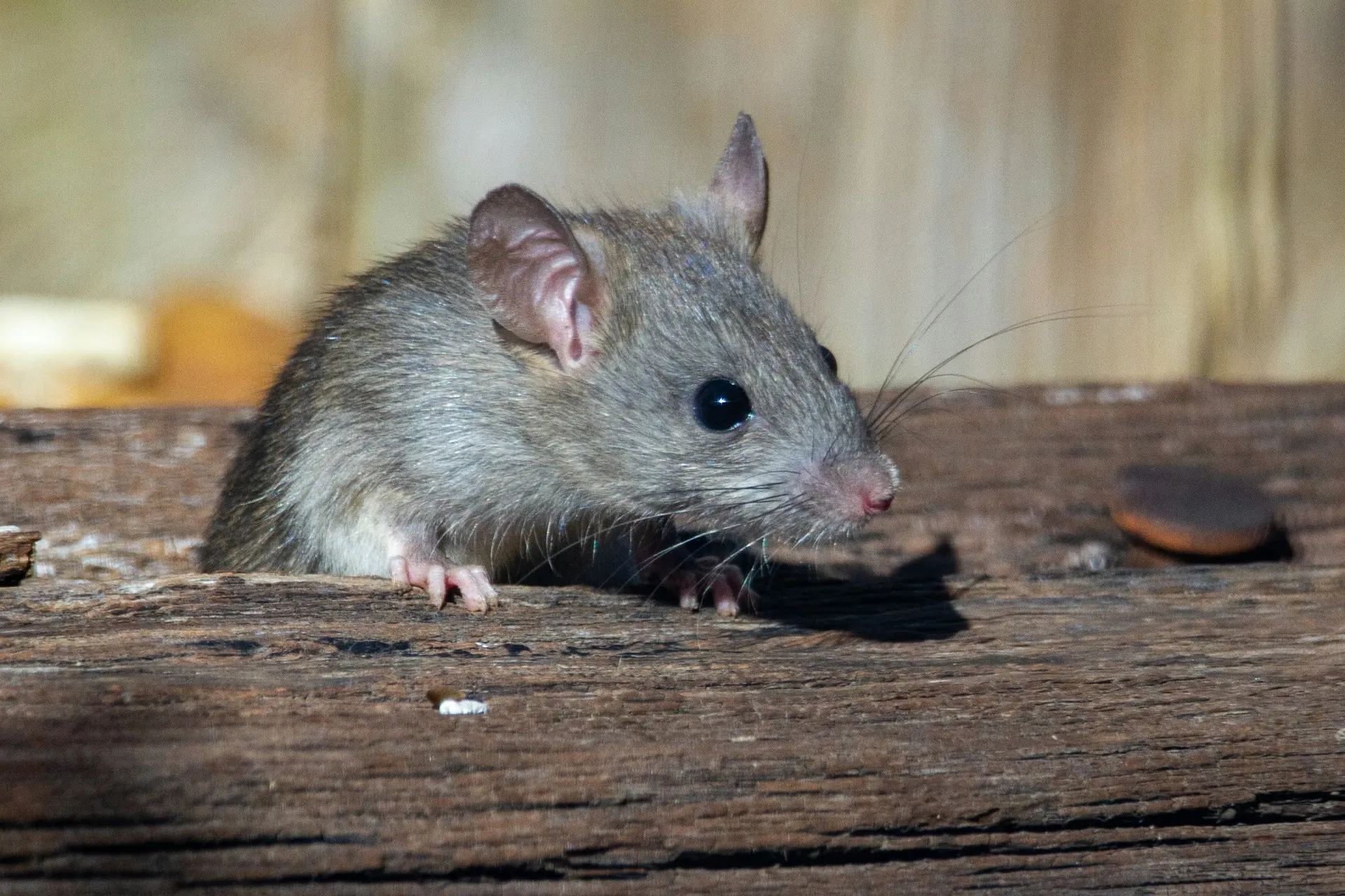 Rat tussen hout en rommel in een tuinhuis