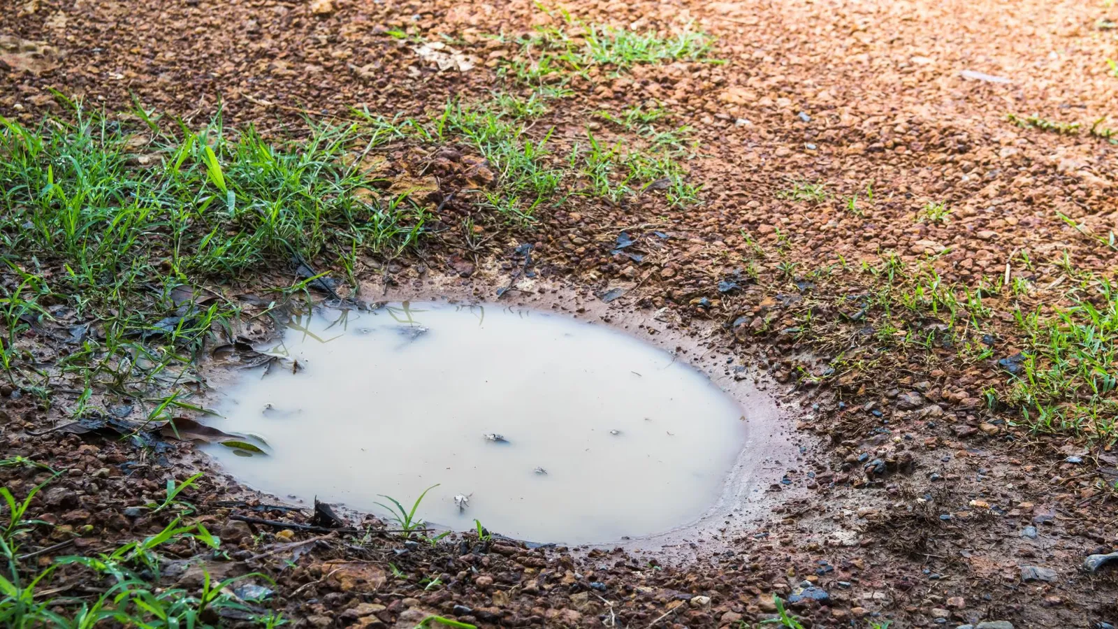 Stilstaand water in een tuin als mogelijke aantrekkingsbron voor wespen