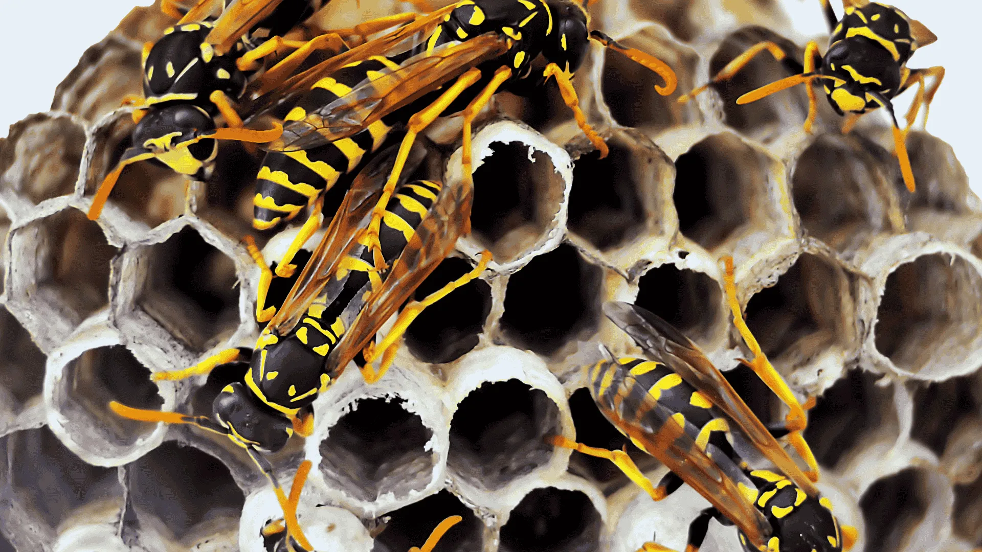 Binnenzijde van een wespennest waar vocht en nestmateriaal zichtbaar zijn